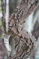 Mezoneuron brachycarpum