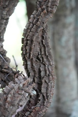 Mezoneuron brachycarpum