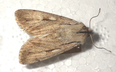 Dichagyris candelisequa