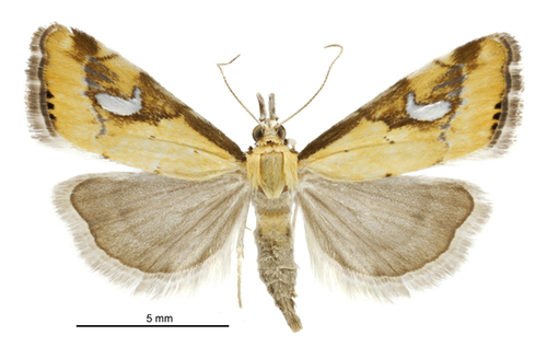 Glaucocharis lepidella photo 3