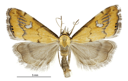 Glaucocharis lepidella photo 4