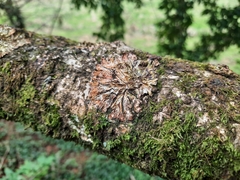Hypocreopsis rhododendri