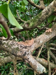 Hypocreopsis rhododendri