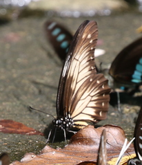 Graphium encelades