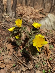 Adonis ramosa
