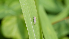Laodelphax striatella