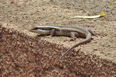 African Striped Mabuya photo 5