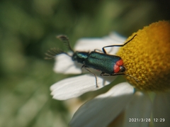 Haplomalachius flabellatus