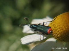 Haplomalachius flabellatus
