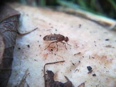 Suillia variegata