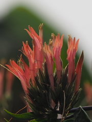 Clinacanthus nutans