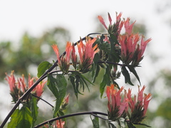 Clinacanthus nutans