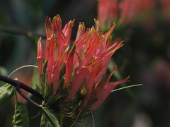 Clinacanthus nutans