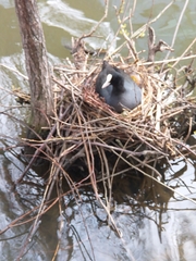 Fulica atra