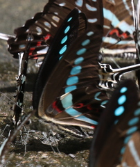 Graphium milon