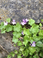 Cymbalaria muralis