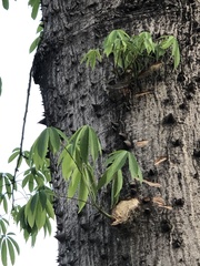 Ceiba pentandra