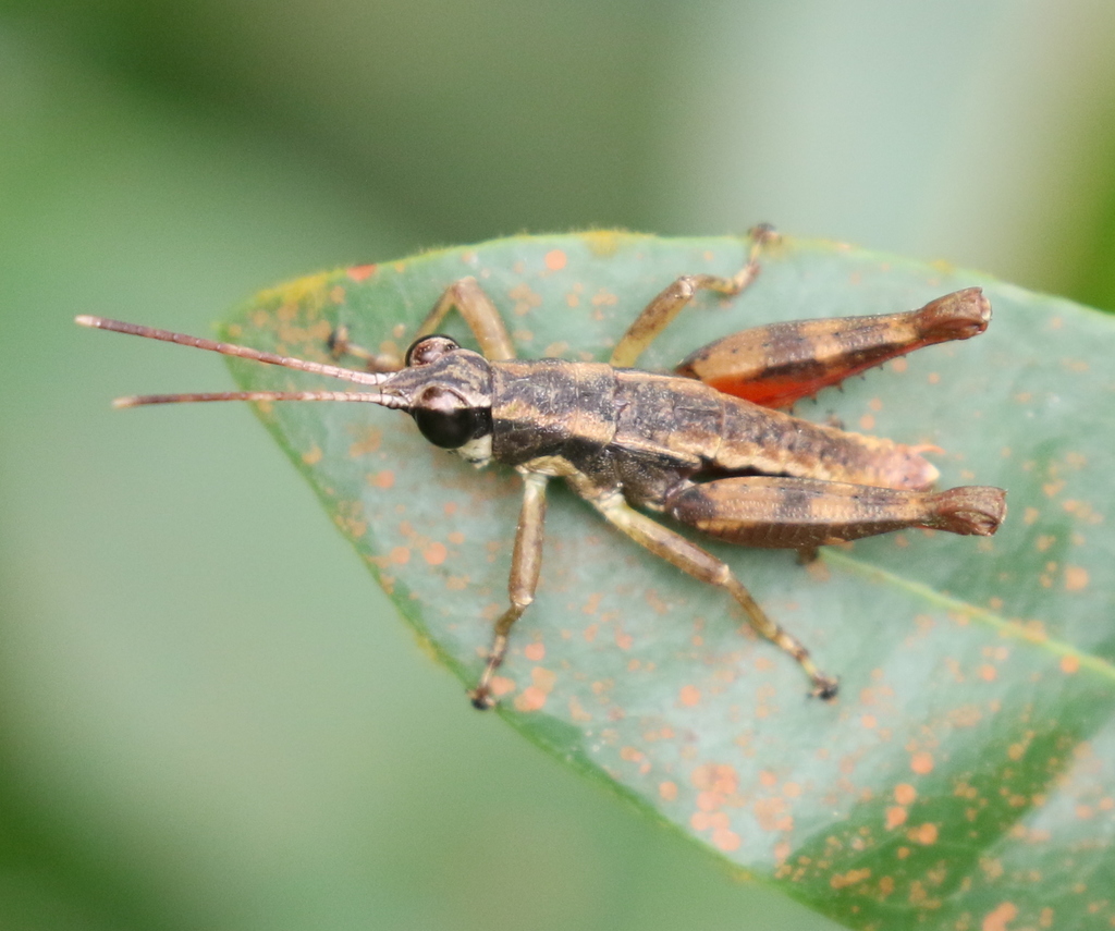 Mesambria