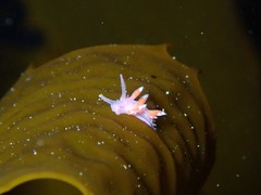 Coryphellina poenicia