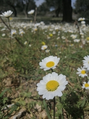 Anthemis chia