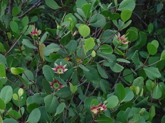 Sonneratia alba
