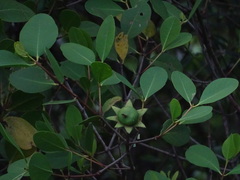 Sonneratia alba