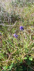 Muscari neglectum