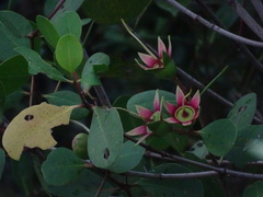 Sonneratia alba