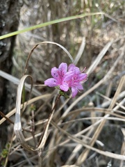 Rhododendron noriakianum