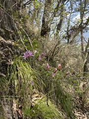 Rhododendron noriakianum