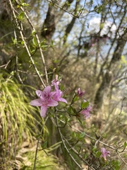Rhododendron noriakianum