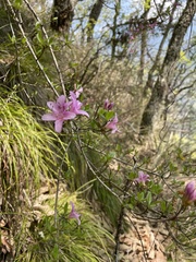 Rhododendron noriakianum