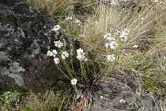 Rhodanthe anthemoides