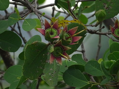 Sonneratia alba