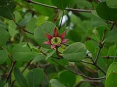 Sonneratia alba