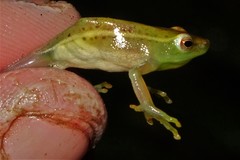 Hyperolius microps