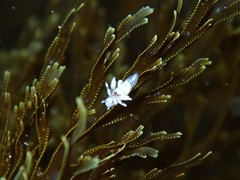Ancula mapae