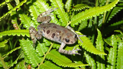 Ethiopian striped frog
