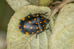 Pachycoris klugii