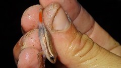 Hyperolius cinnamomeoventris