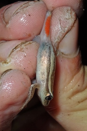 Common Reed Frog