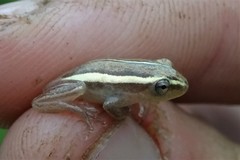 Hyperolius cinnamomeoventris