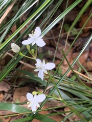 Libertia paniculata