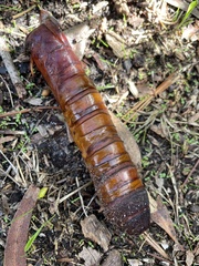 Abantiades atripalpis