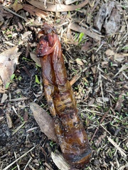 Abantiades atripalpis