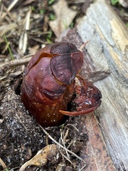 Abantiades atripalpis