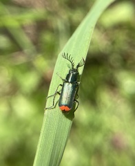 Haplomalachius flabellatus