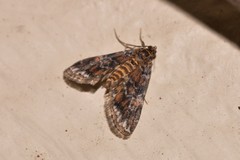 Elophila difflualis