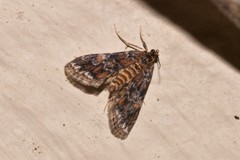 Elophila difflualis