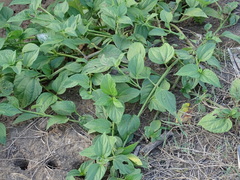 Wollastonia biflora